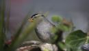 CS_DSC6469.jpg