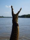 C_jumping_croc_r.jpg