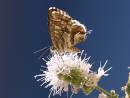 Cacyreus_marshalli_L_Andena.jpg