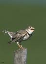 Calandra_Lark_4.jpg