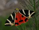 Callimorpha_quadripunctaria_1V.jpg