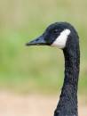 Canada-Goose-Potrait.jpg