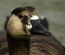 Canada-Goose.jpg