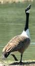 Canada_Goose_DSCF4457.jpg