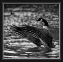 Canada_goose.jpg