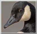 Canada_goose_1.jpg