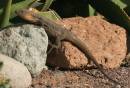 Canarian_Lizard.jpg