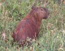Capybara.jpg