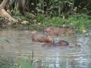 CapybaraFamily.jpg