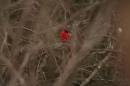 Cardinal.jpg