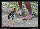 Cassowary_chick_and_feet.jpg