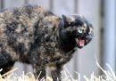 Cat8.jpg