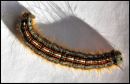 Caterpillar2.jpg