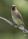 Cedar_Waxwing_2_A.jpg