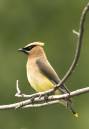 Cedar_Waxwing_5.jpg
