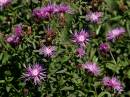 Centaurea_negrescens.jpg