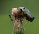 Cetonia_aurata_l_andena.jpg