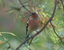 Chaffinch.jpg