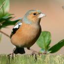 Chaffinch11.jpg