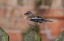 Chaffinch3.jpg