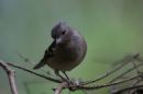 Chaffinch5.jpg