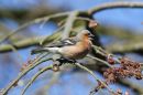 Chaffinch_Fringilla_Coelebs_York_5-4-2018_16.jpg
