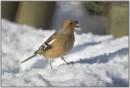 Chaffinch_in_snow.jpg