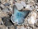 Chalk-hill_blue.jpg