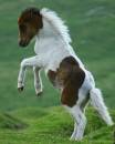 Champion_the_wonder_horse_filtered.jpg