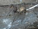 Charlie_the_garden_spider.jpg