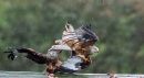 Chasing_Scraps.JPG