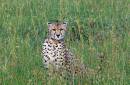 Cheeta_on_The_Masai.jpg