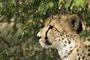 Cheetah2039.jpg