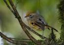 Chestnut-tailed_Minla_1.JPG