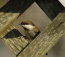 ChestnutBackedChickadee.jpg