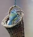 Chicken_in_a_Basket.jpg