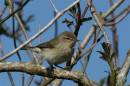 Chiffchaff.jpg