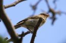 Chiffchaff_Phylloscopus_collybita_6-7-2017_4_.jpg