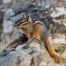 Chipmunk_D700_3336_12x12.jpg