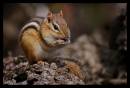Chipmunk_brdr_cr.jpg