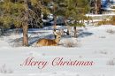 Christmas_Deer_DSC_9029.jpg