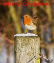 Christmas_Robin_.jpg
