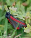 Cinnabar_moth.JPG