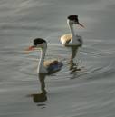 ClarksGrebes.jpg