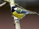 Coal_Tit.jpg