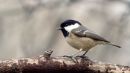 Coal_Tit1.jpg