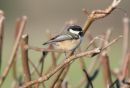 Coal_Tit_Periparus_Ater_26-2-2020_4.jpg