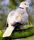 Collared_Dove4_600_x_701_.jpg