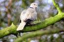 Collared_Dove_.jpg