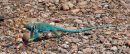 Colorful_Lizard_JRG_5900.jpg